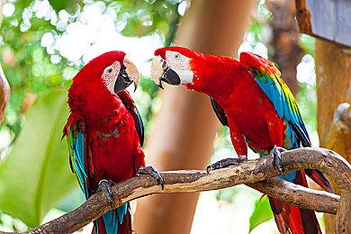 《海盗共和国》实机概述公布 6月20日发售